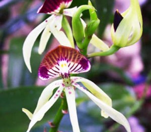 botanical-gardens-belize